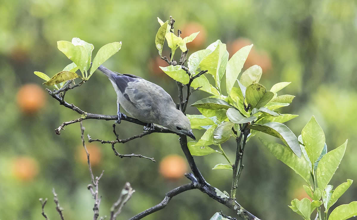Palm Tanager - ML178870621