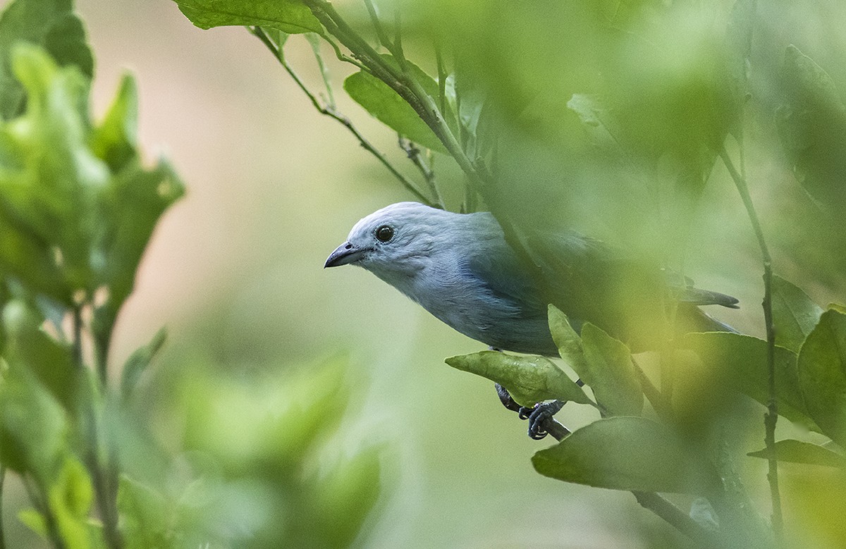 Blue-gray Tanager - ML178870751