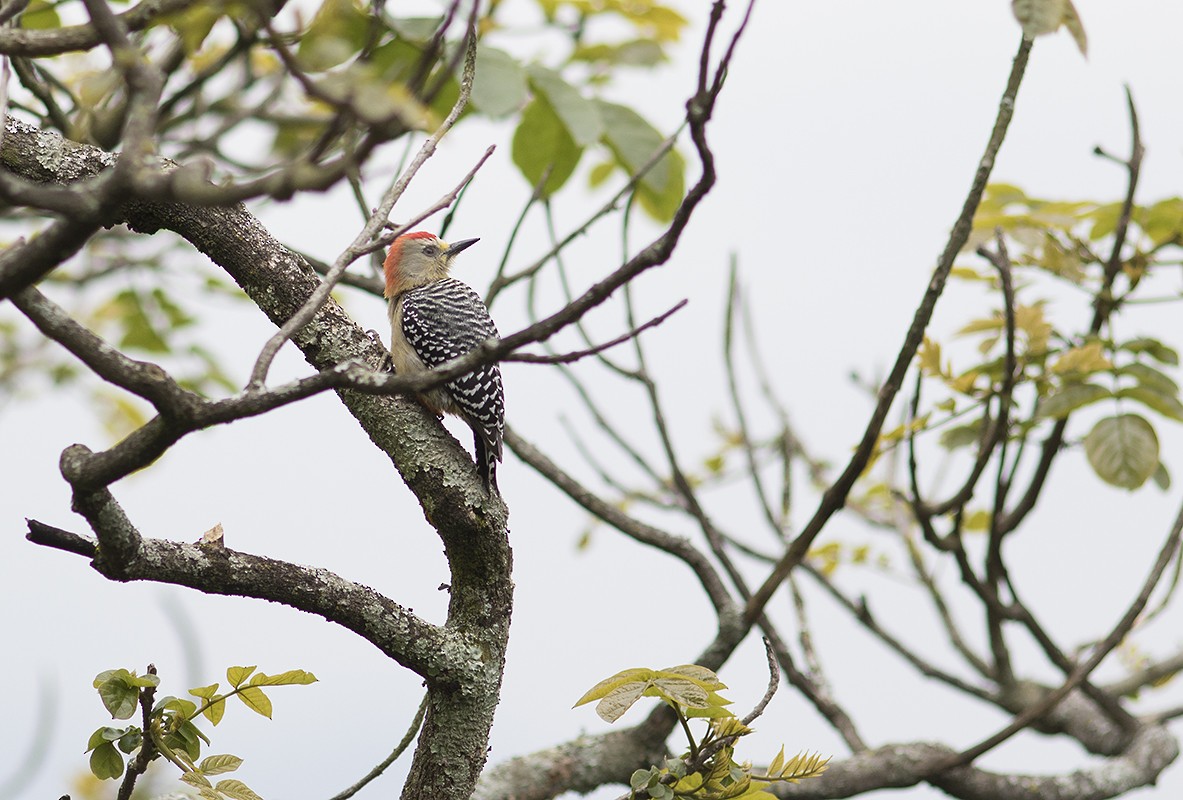 Red-crowned Woodpecker - ML178871351
