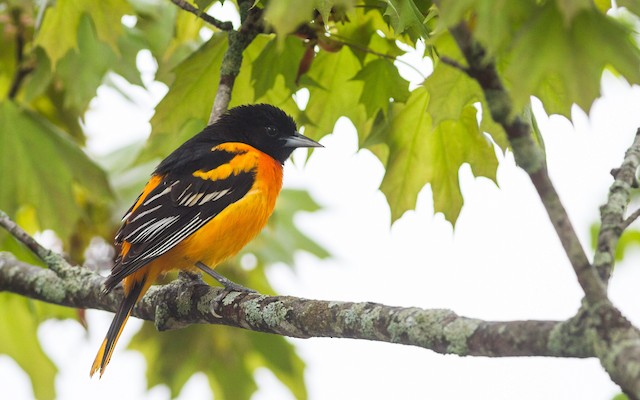 Baltimore Oriole - eBird