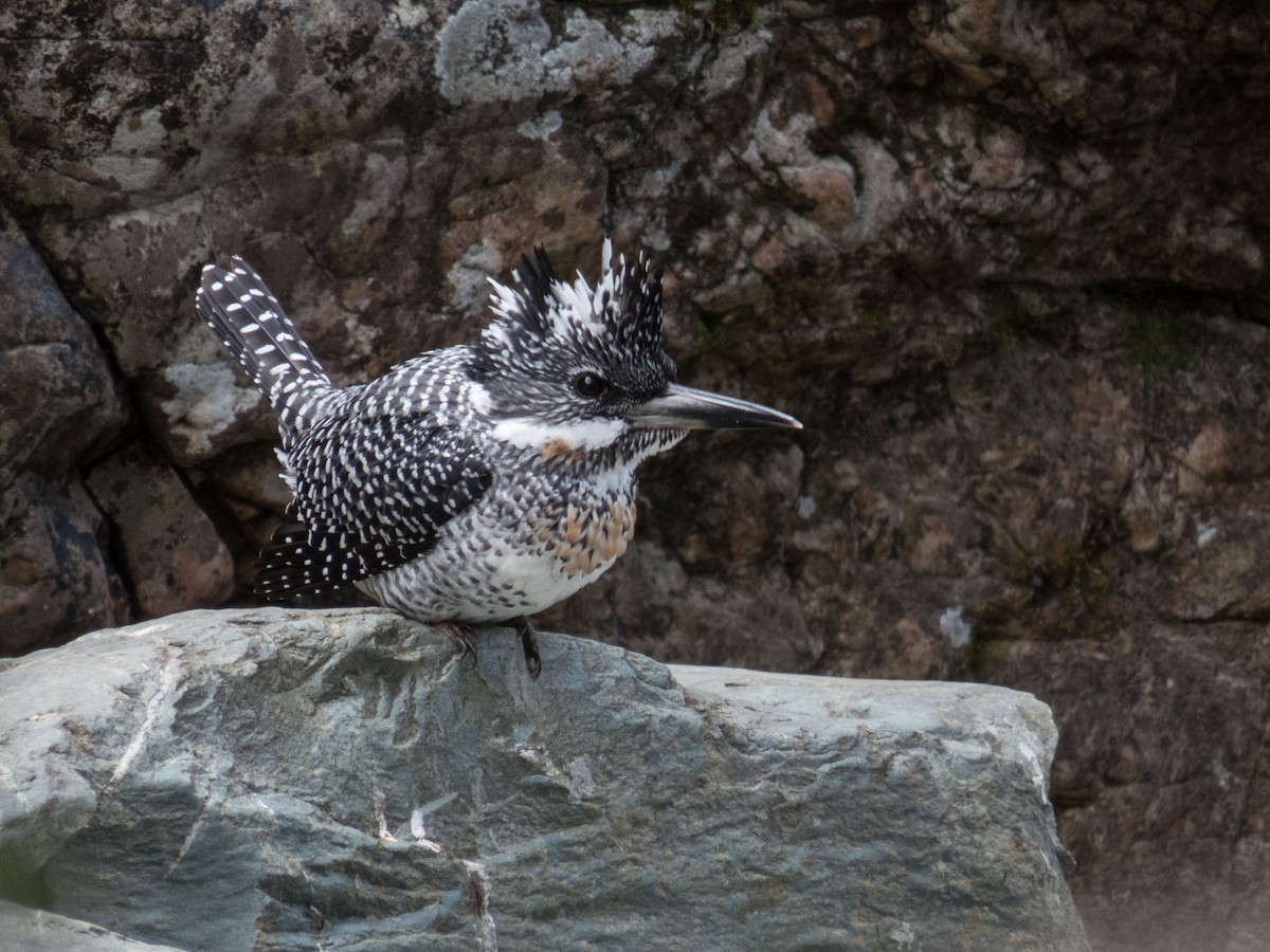 Crested Kingfisher - ML178882941