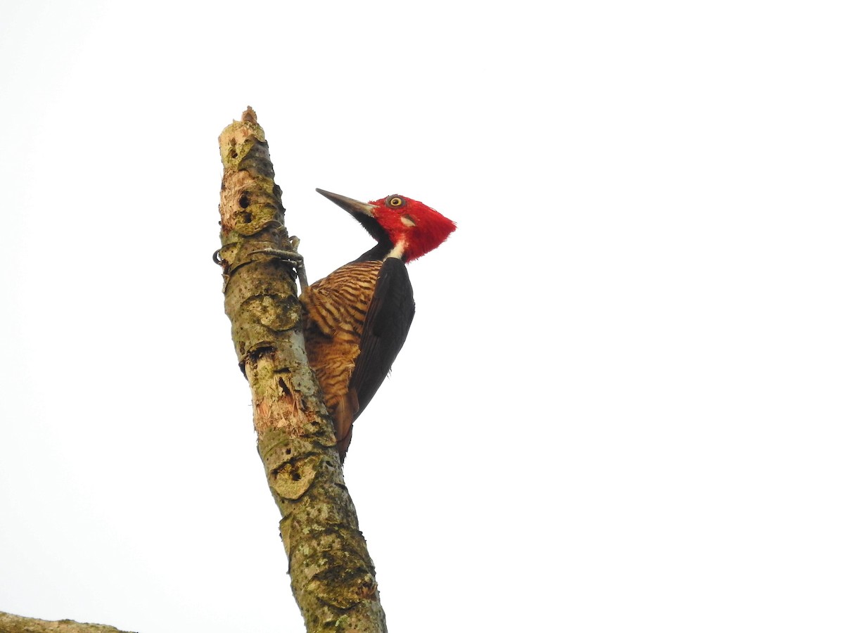 Guayaquil Woodpecker - ML178888411