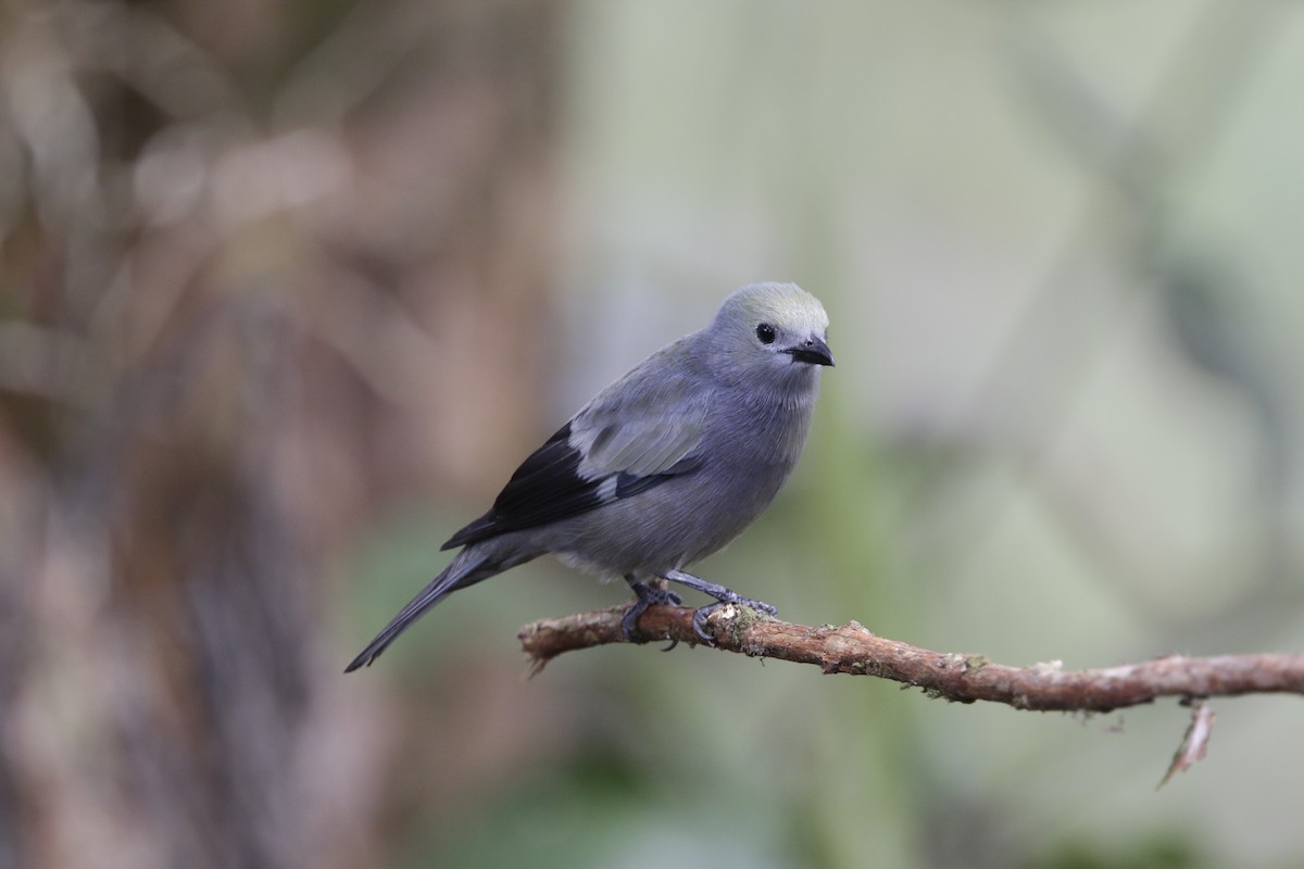 Palm Tanager - ML178889361