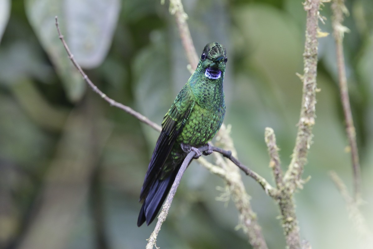 Green-crowned Brilliant - Marcelo Quipo