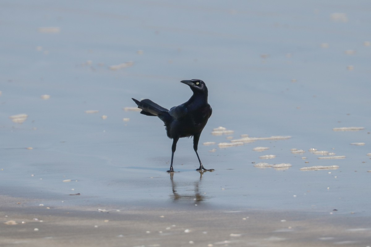 Great-tailed Grackle - ML178894131