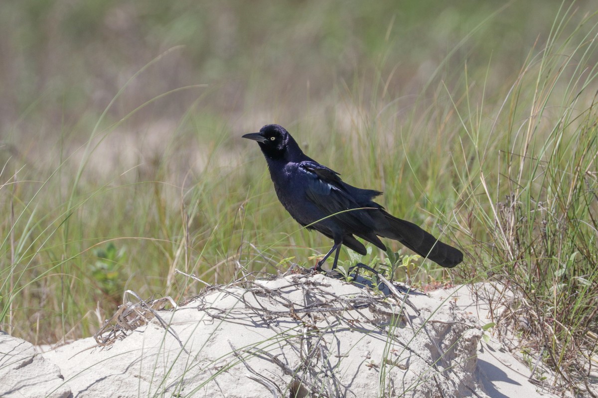 Great-tailed Grackle - ML178894251