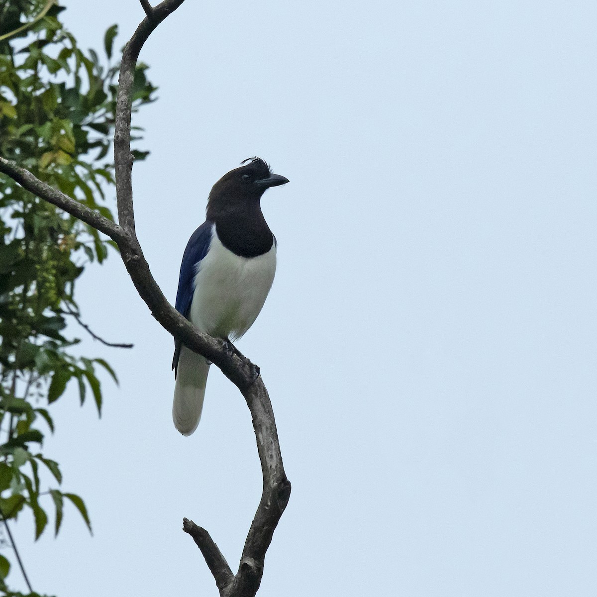 Curl-crested Jay - Luis Marcelo Figueiroa Andrade