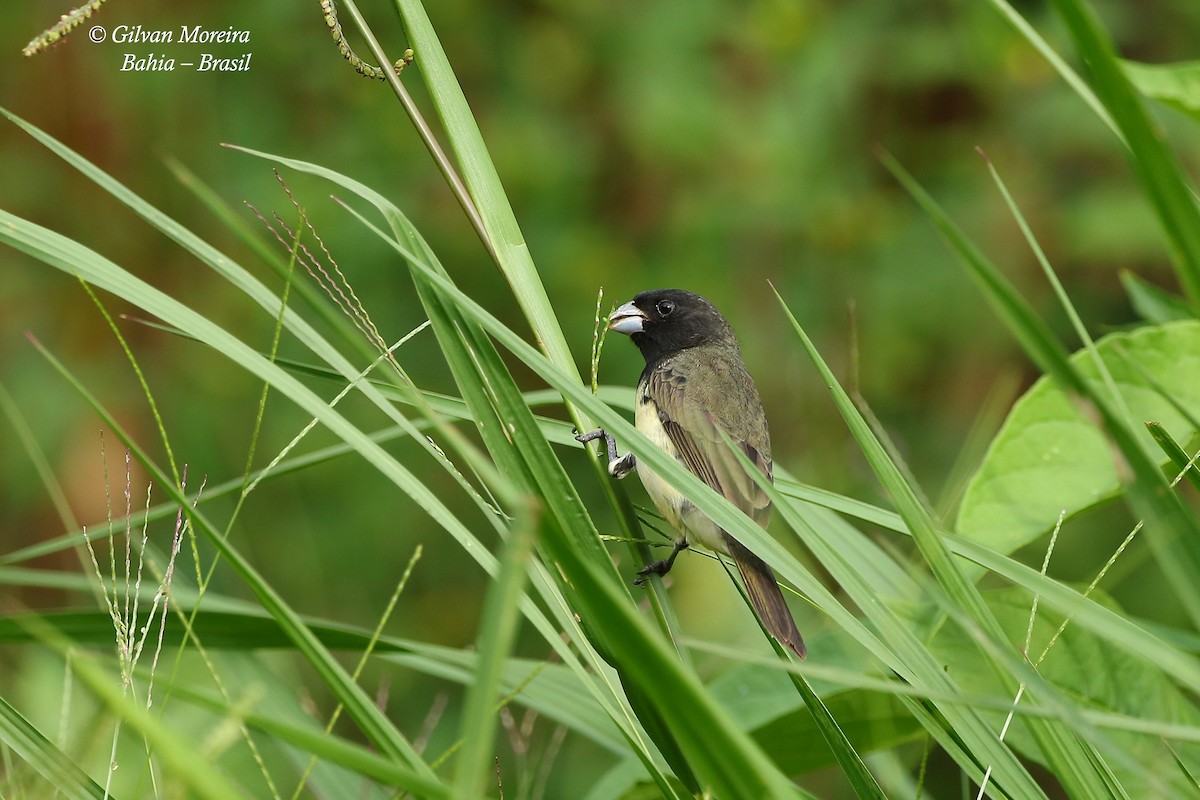 Yellow-bellied Seedeater - ML178903531