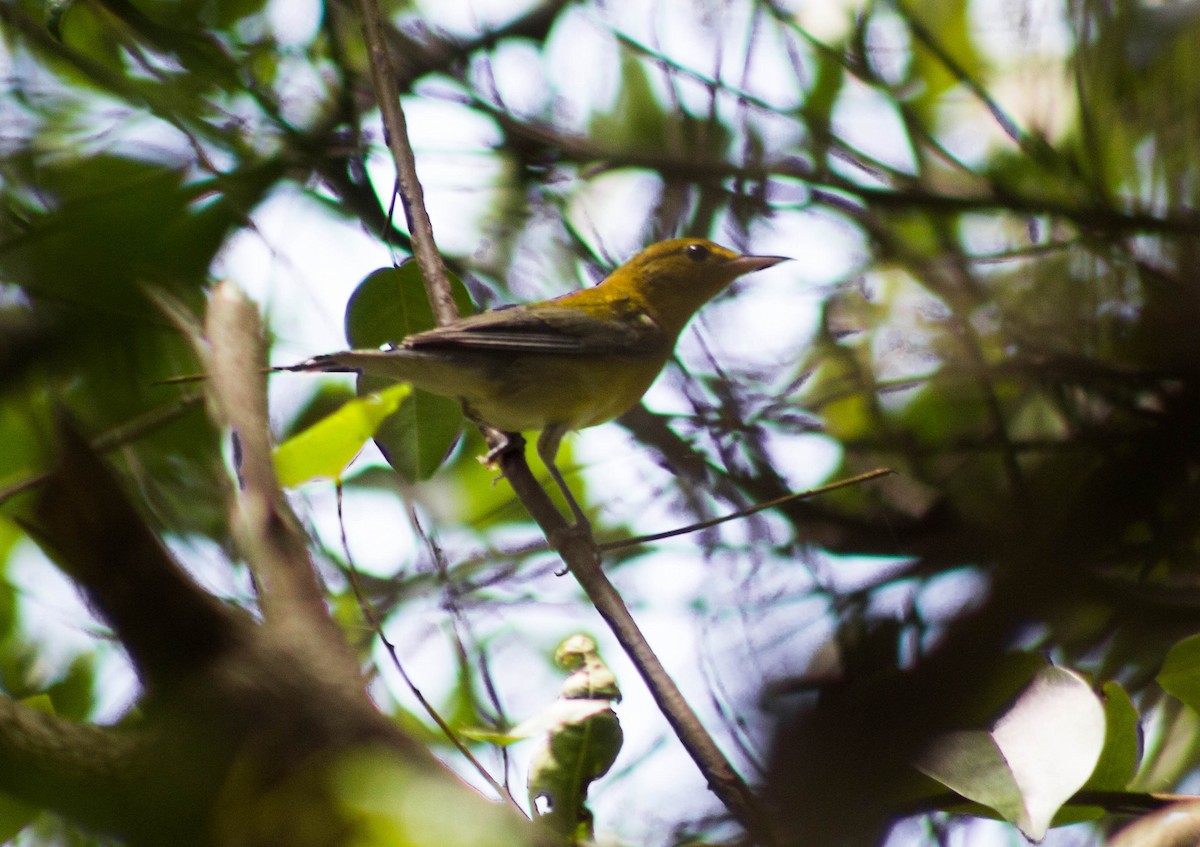 Prothonotary Warbler - Enrique Heredia (Birding Tours)