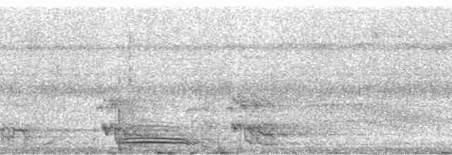 Koca Başlı Motmot [pyrrholaemum grubu] - ML17891