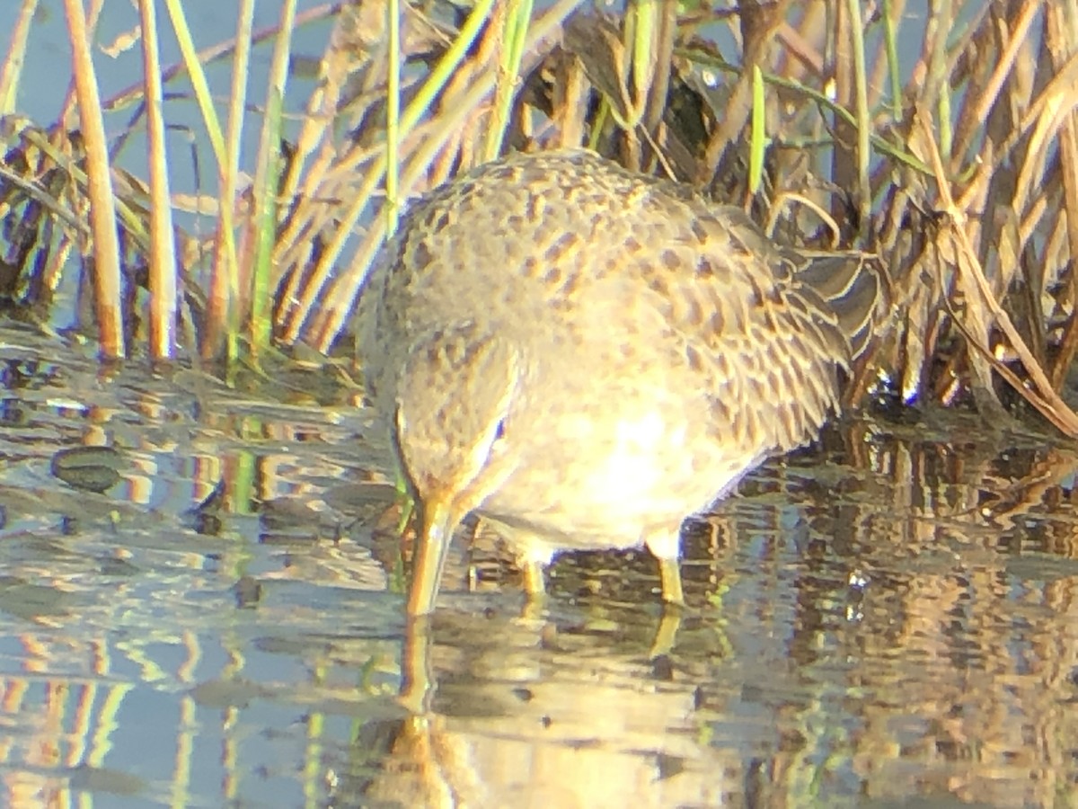 Long-billed Dowitcher - ML178913761