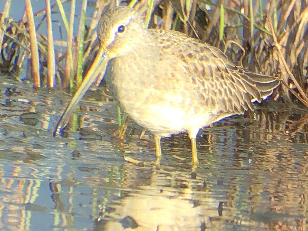 Long-billed Dowitcher - ML178913771