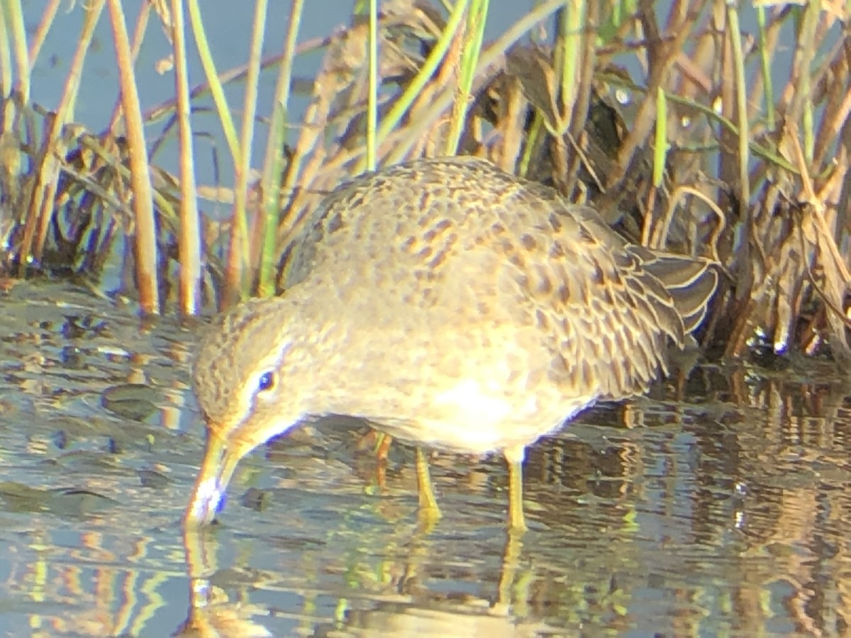 Long-billed Dowitcher - ML178913791