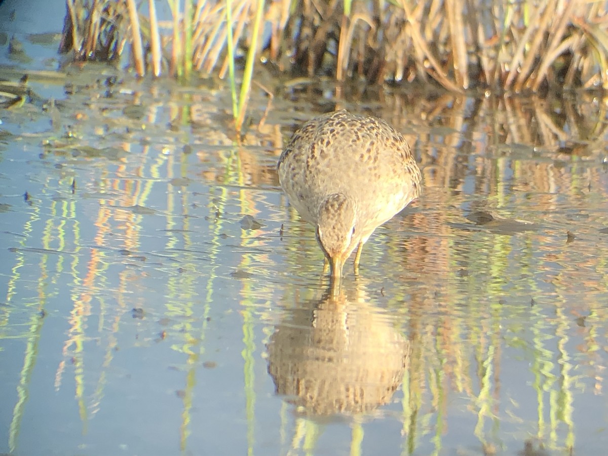 Long-billed Dowitcher - ML178913801