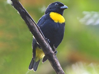  - Golden-chested Tanager