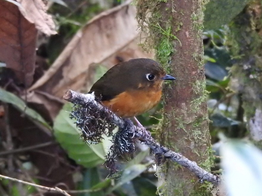 Leymebamba Antpitta - Marcelo Quipo