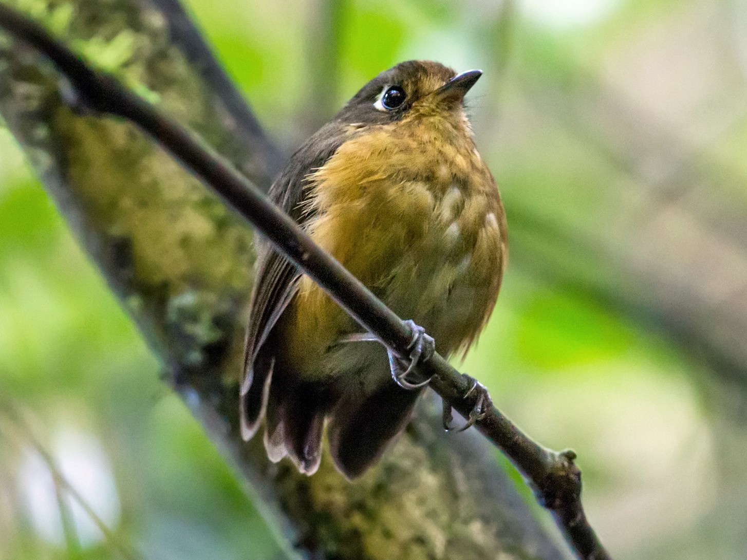 Leymebamba Antpitta - Nick Athanas