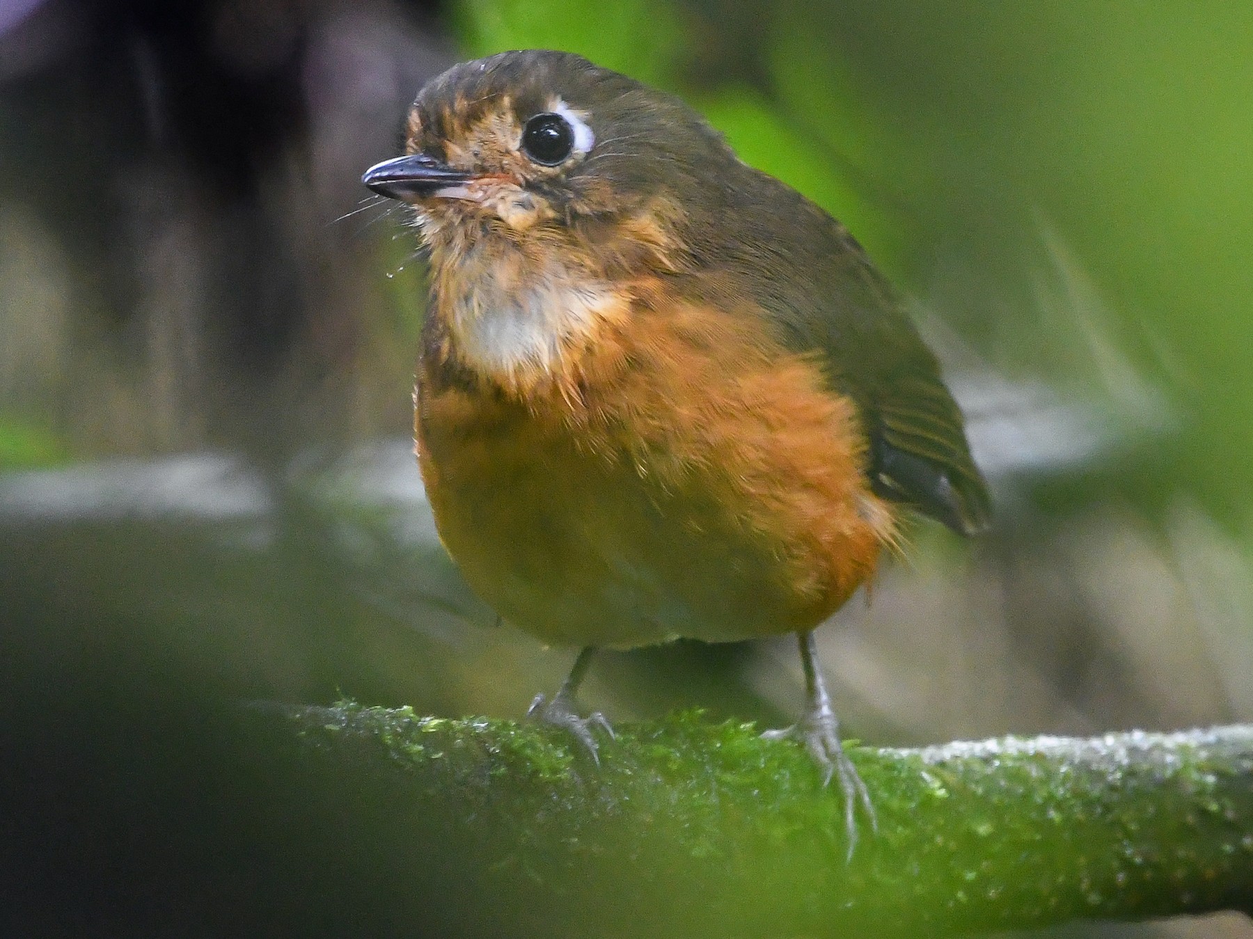 Leymebamba Antpitta - Ben Sanders