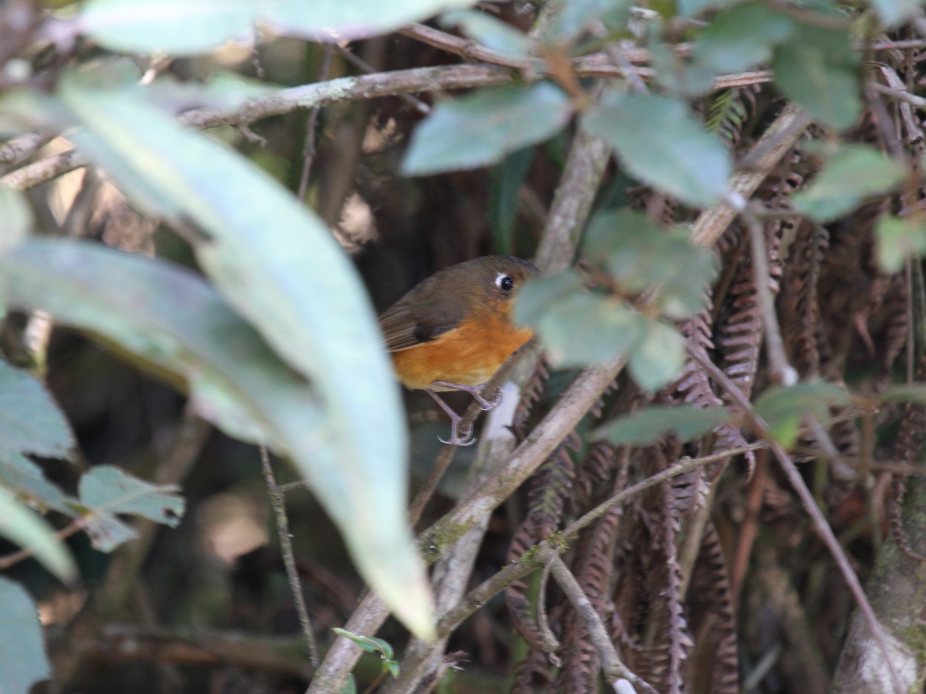 Leymebamba Antpitta - Joan and/or George Sims