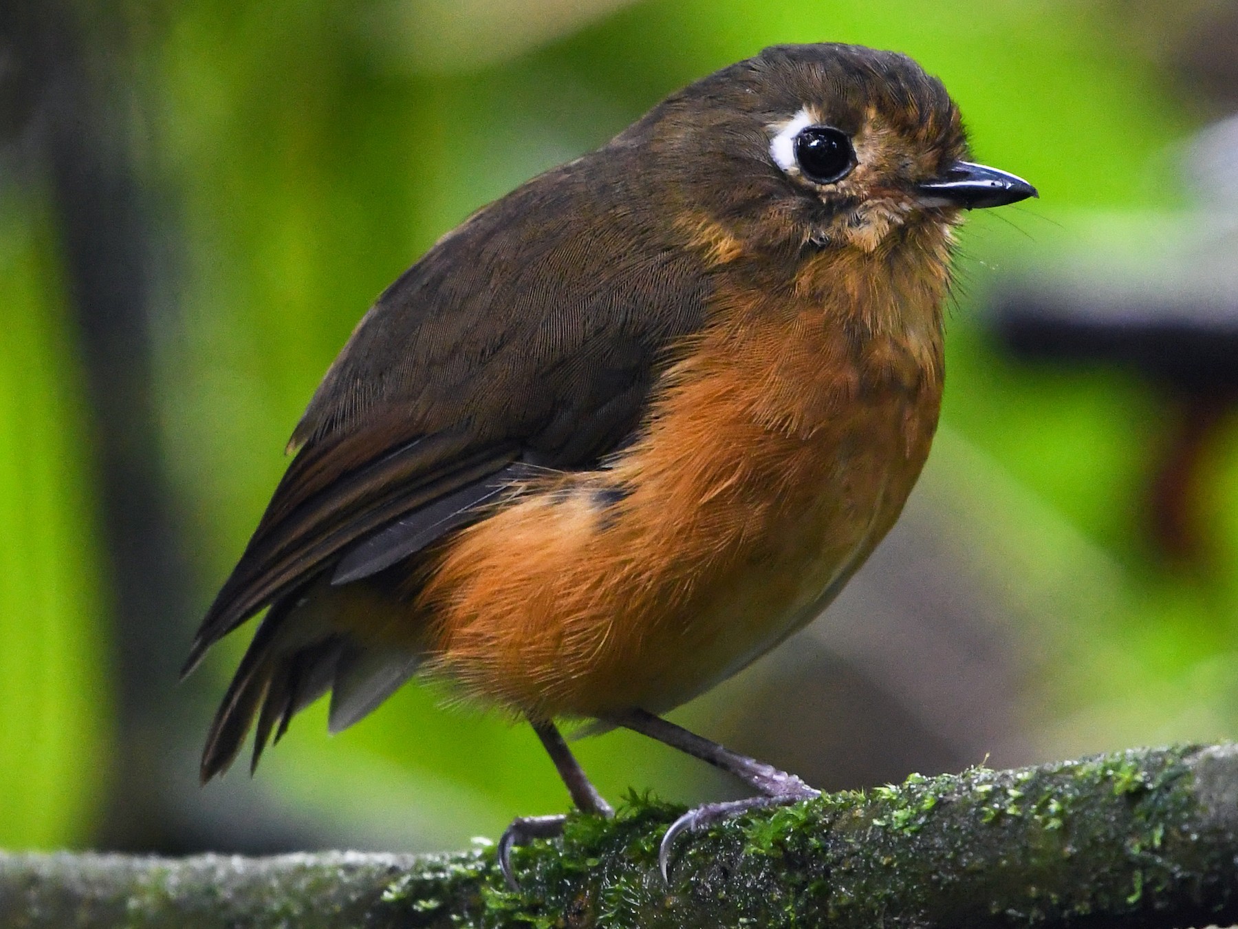 Leymebamba Antpitta - Ben Sanders