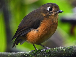  - Leymebamba Antpitta