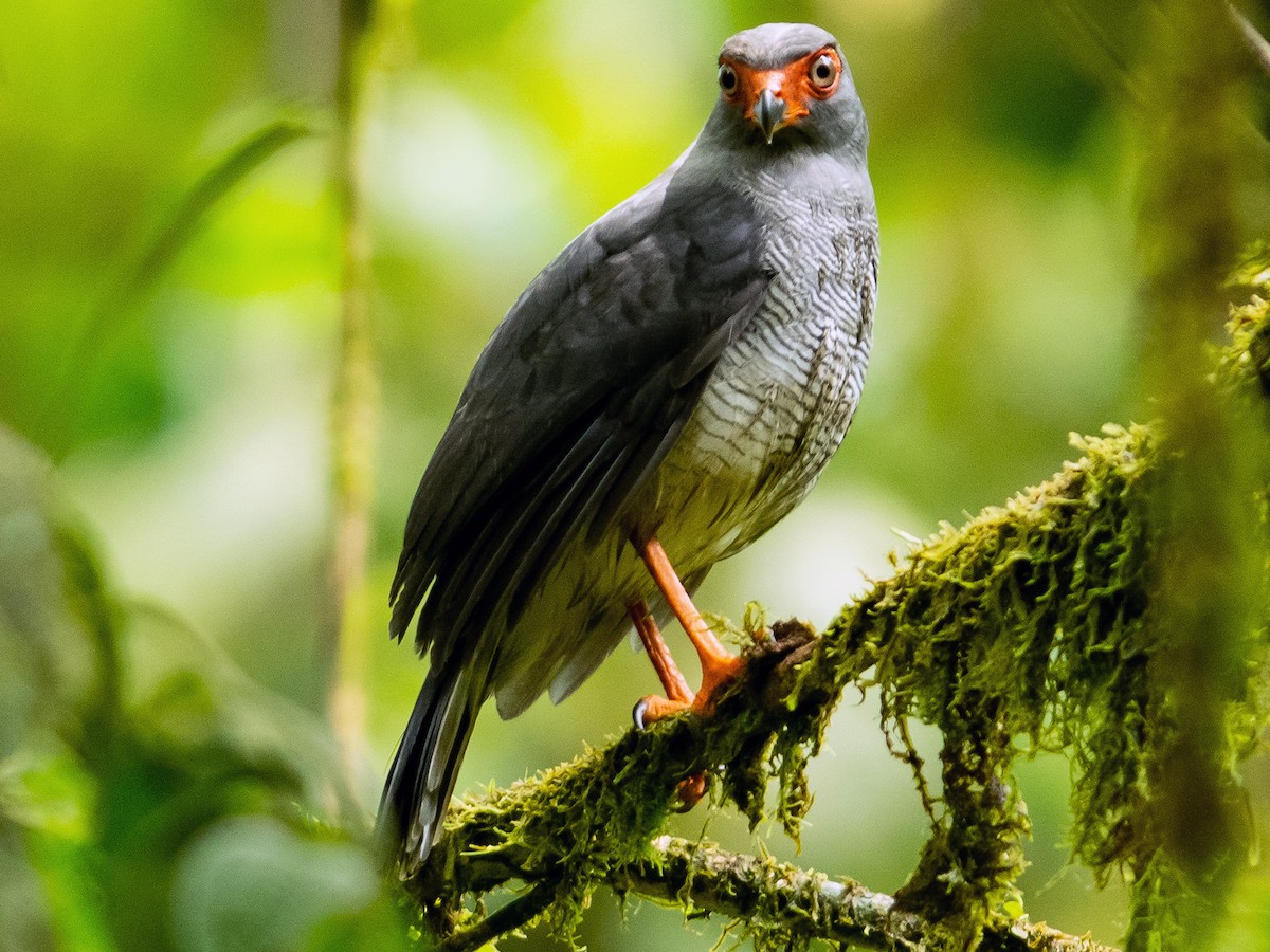 ハイイロモリハヤブサ Ebird