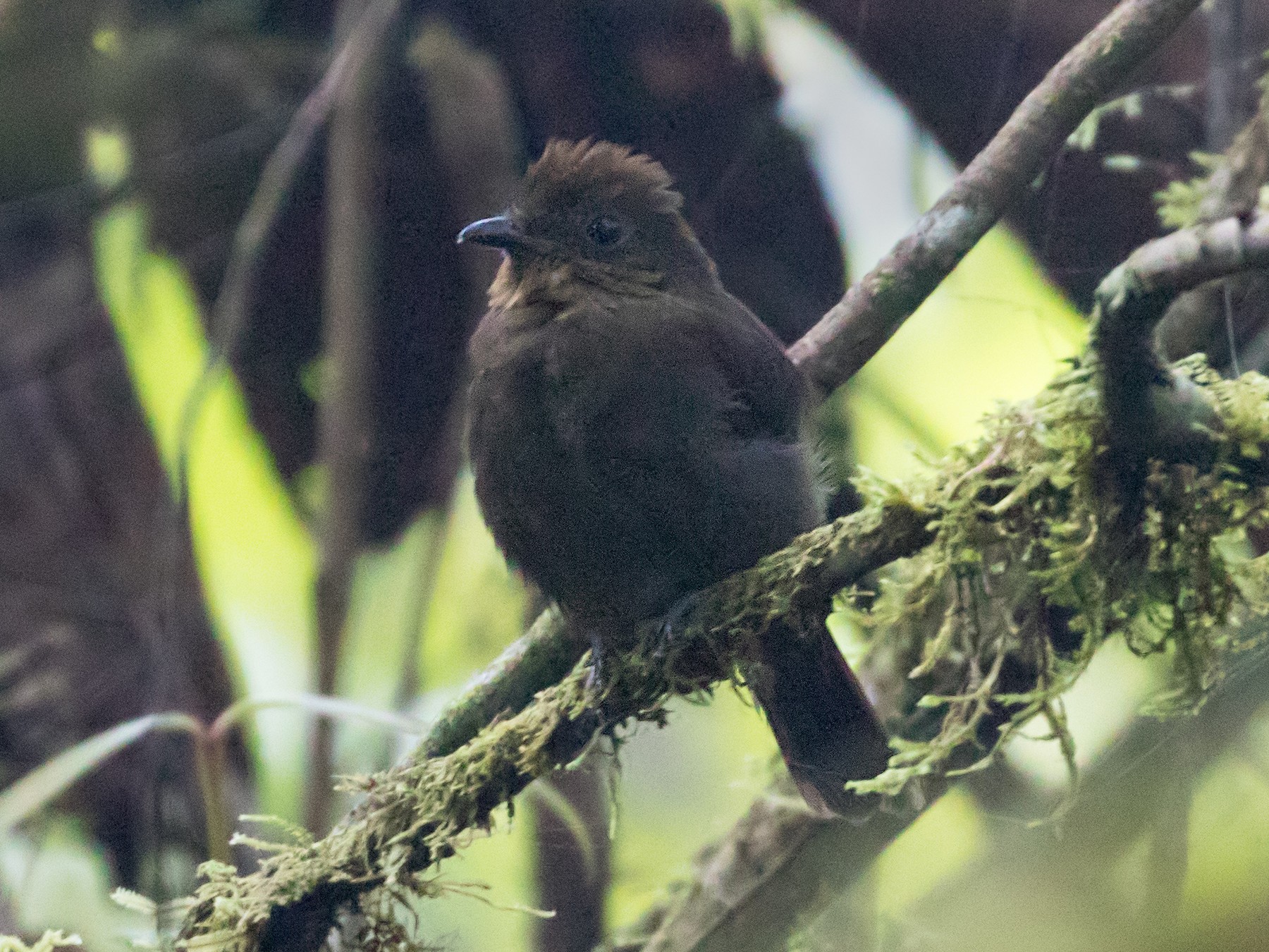 Antriade des contreforts - eBird