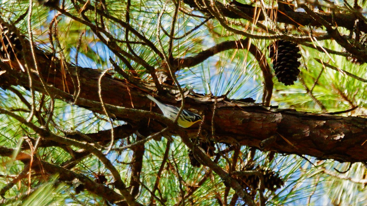 Yellow-throated Warbler - ML178918901