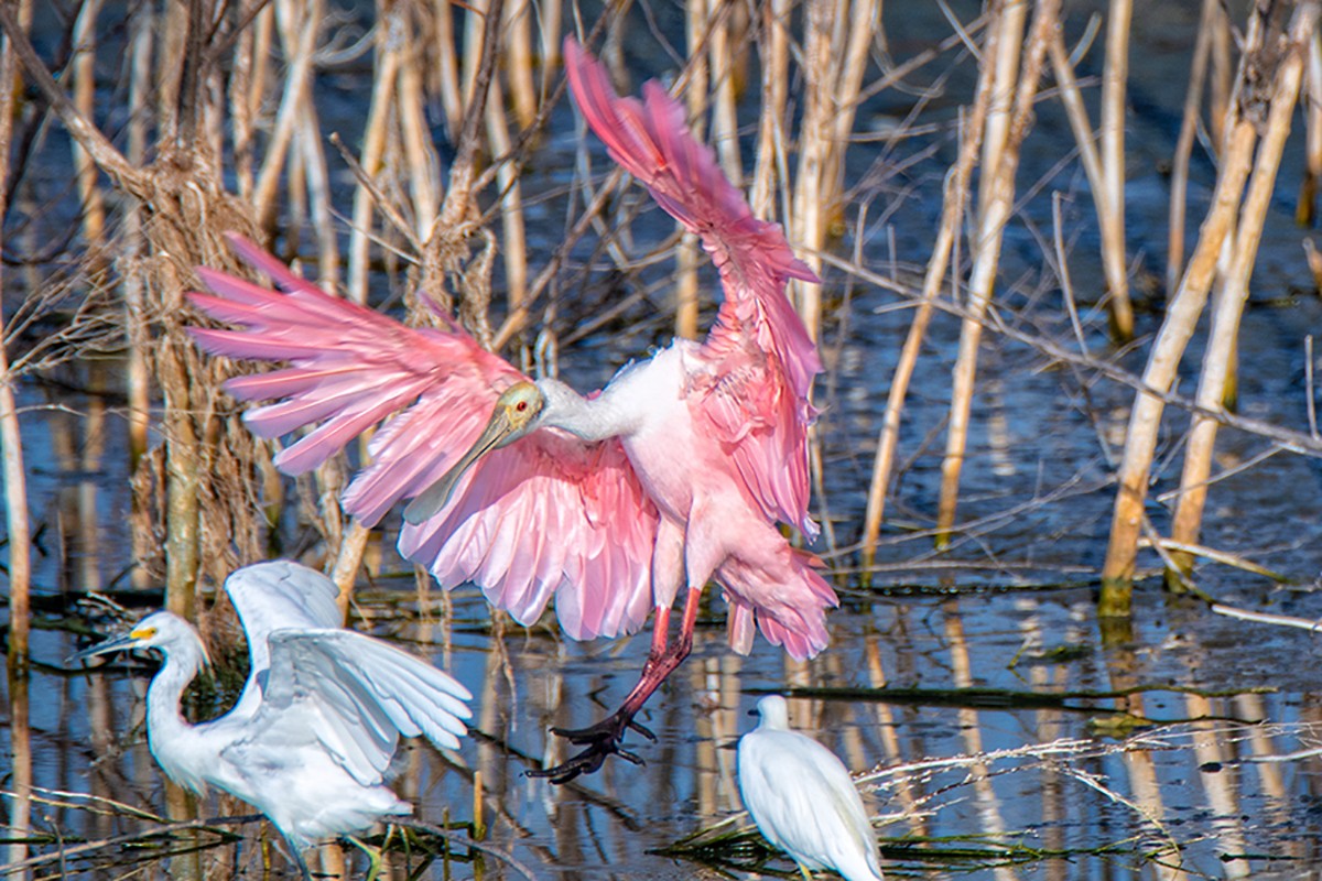 Roseate Spoonbill - Fred Moses