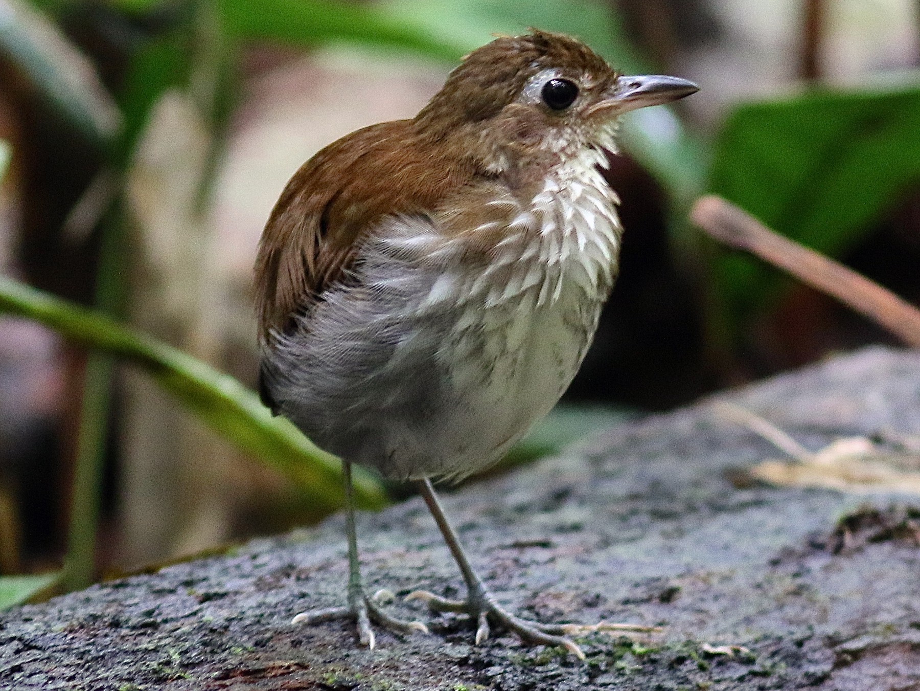 Thrush-like Antpitta - Luiz Matos