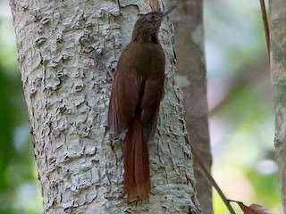  - Spot-throated Woodcreeper