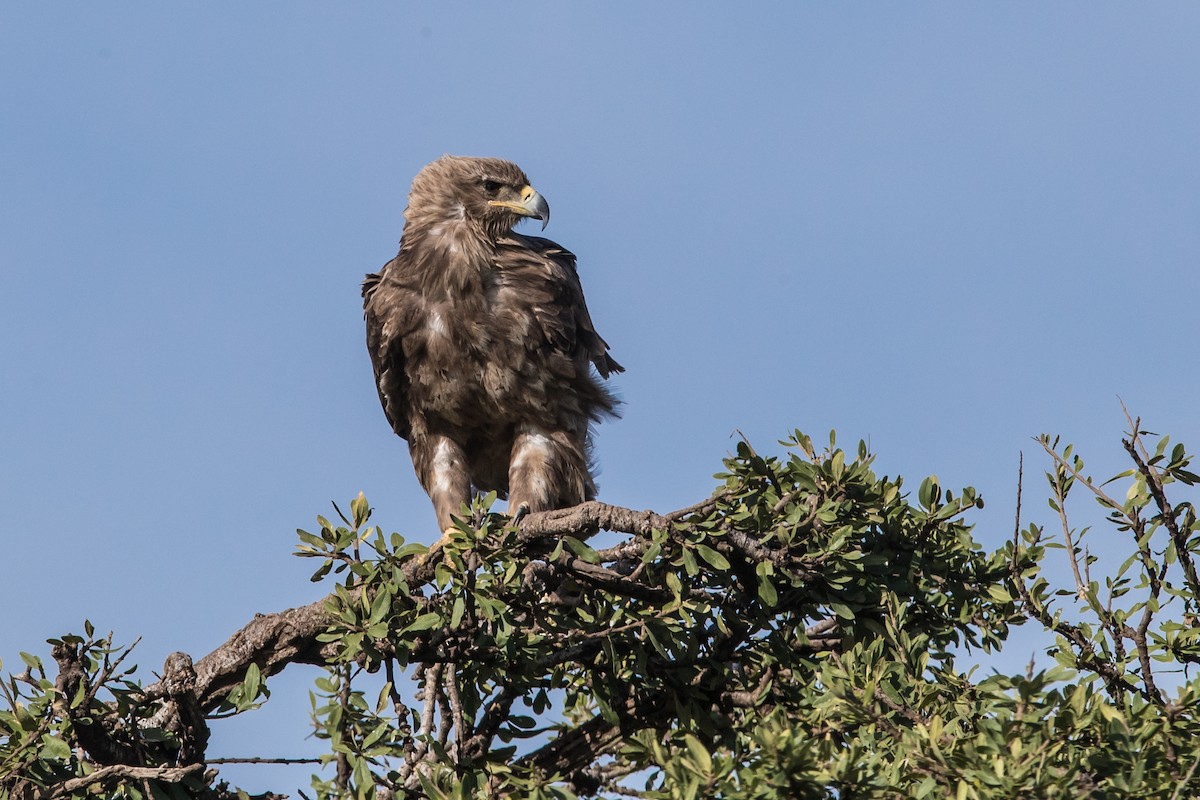 Lesser Spotted Eagle - Louis Brodeur