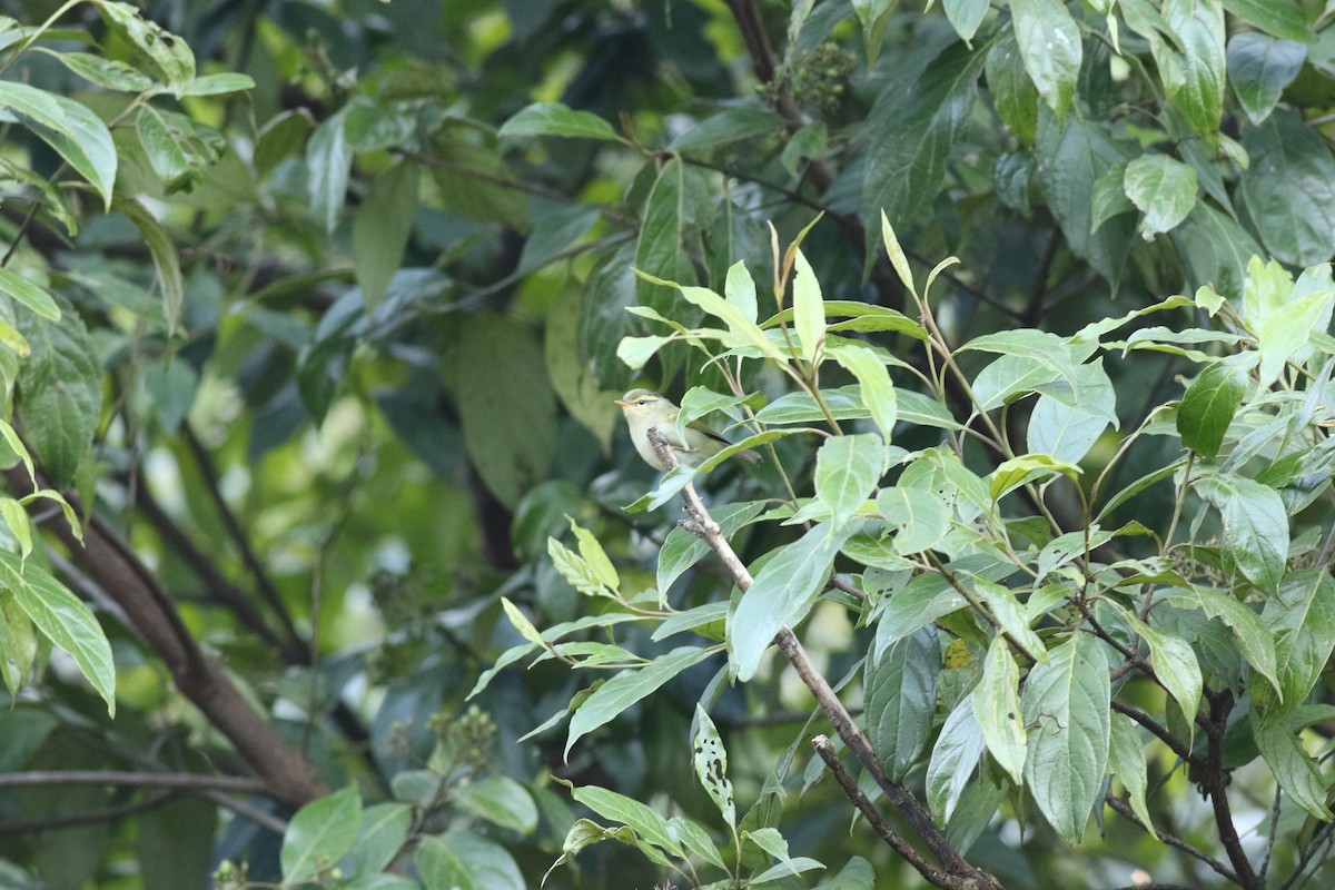 Davison's Leaf Warbler - Sutanan Pinmaneenopparat