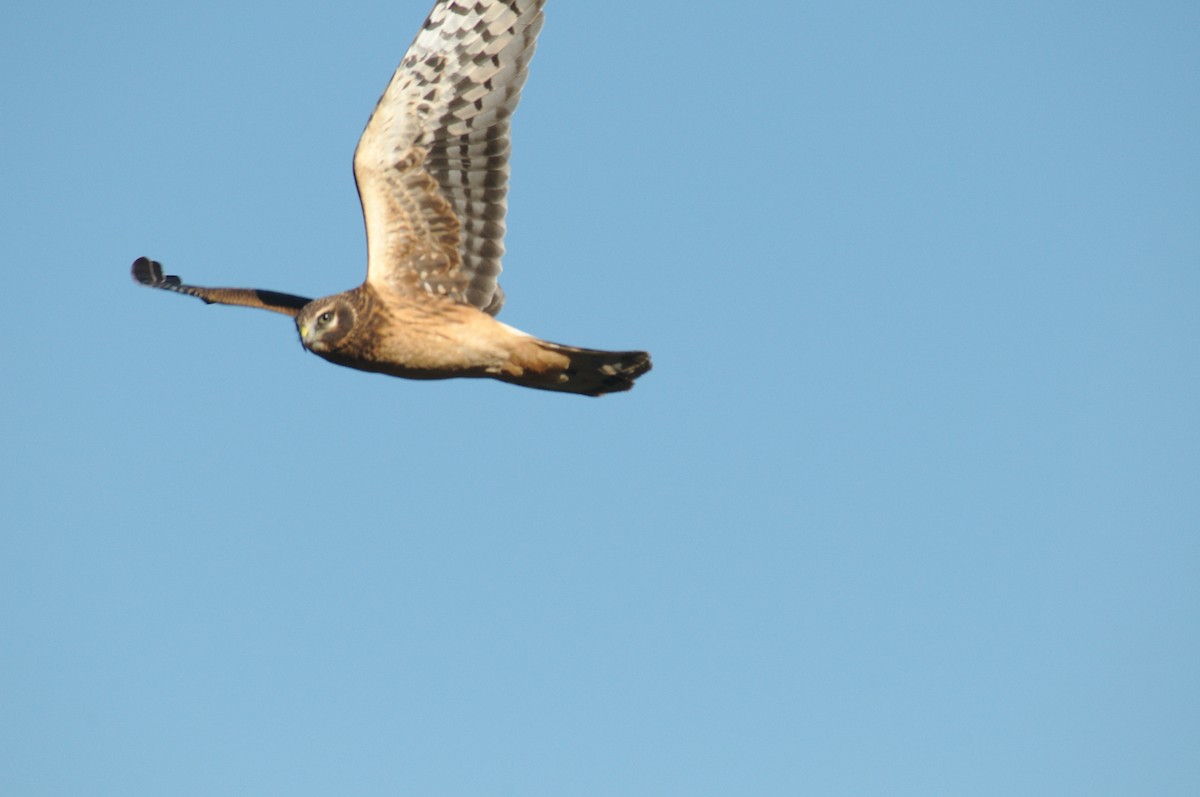 Northern Harrier - Eric Storms