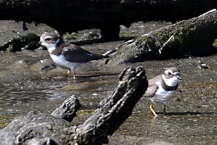 Semipalmated Plover - ML178932861