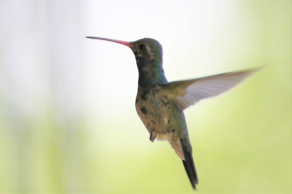 Broad-billed Hummingbird - Steve Rash