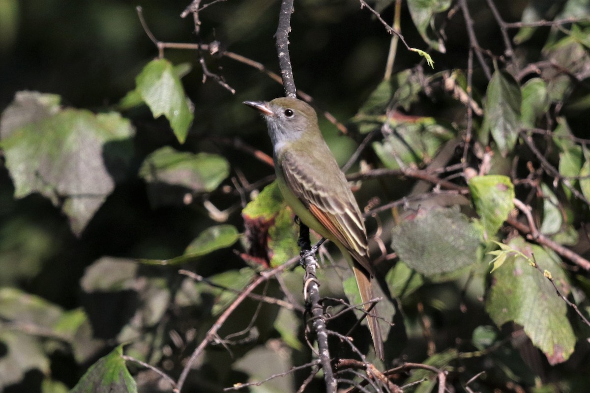 Great Crested Flycatcher - ML178936961