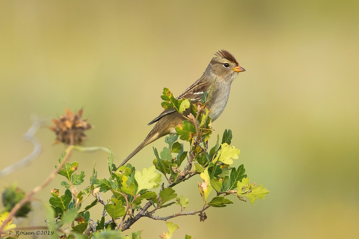 White-crowned Sparrow - Paul Roisen