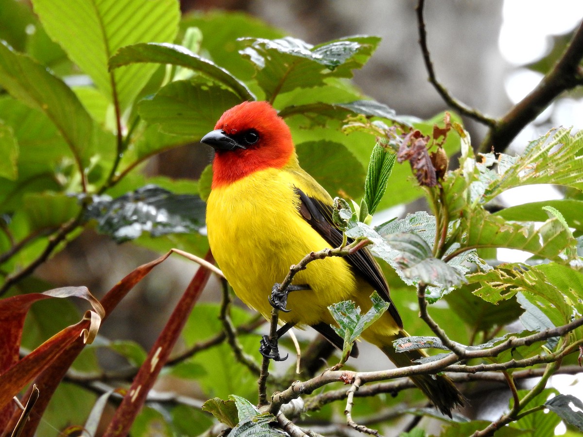Red-hooded Tanager - Marcelo Quipo
