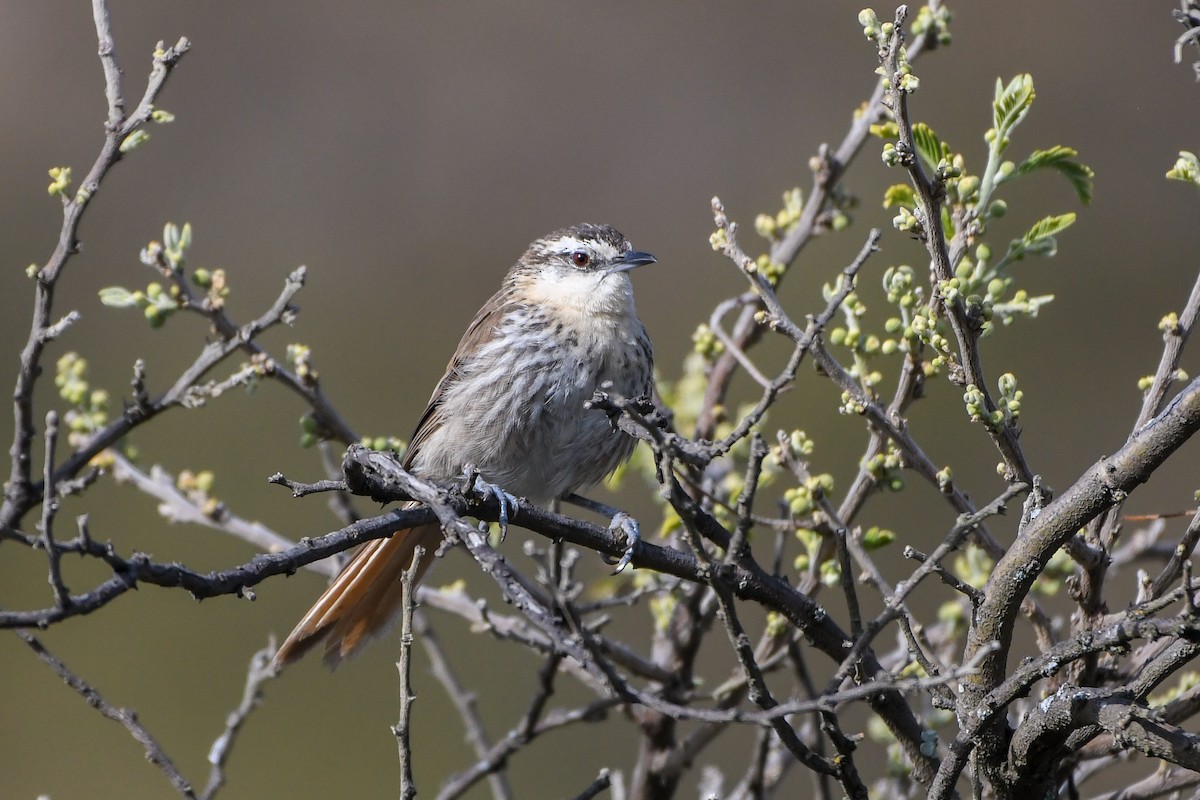 Great Spinetail - ML178944521
