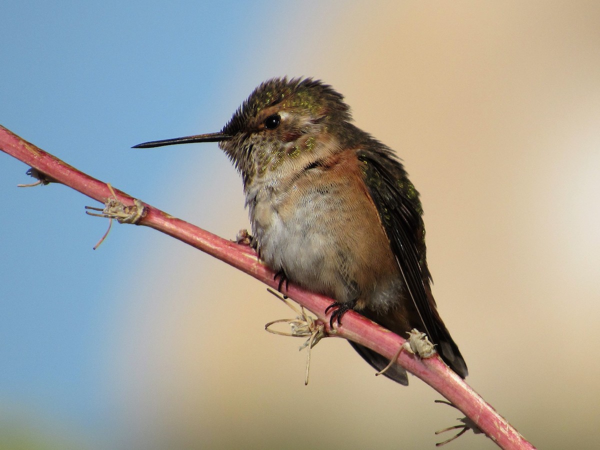 Rufous Hummingbird - David Poortinga