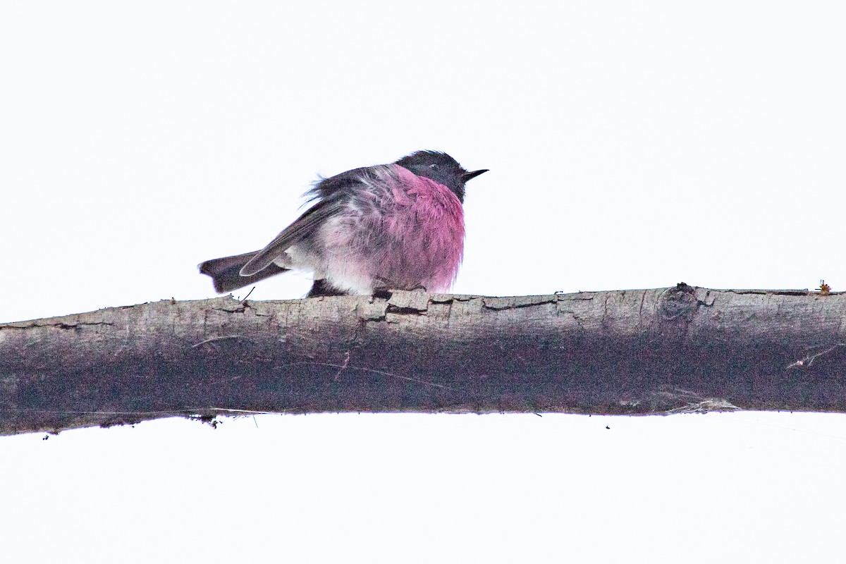 Pink Robin - Ramit Singal