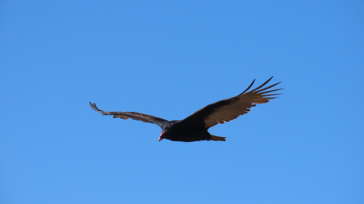 Turkey Vulture - Phil Brown