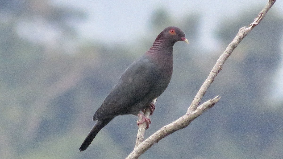 Scaly-naped Pigeon - ML178957661