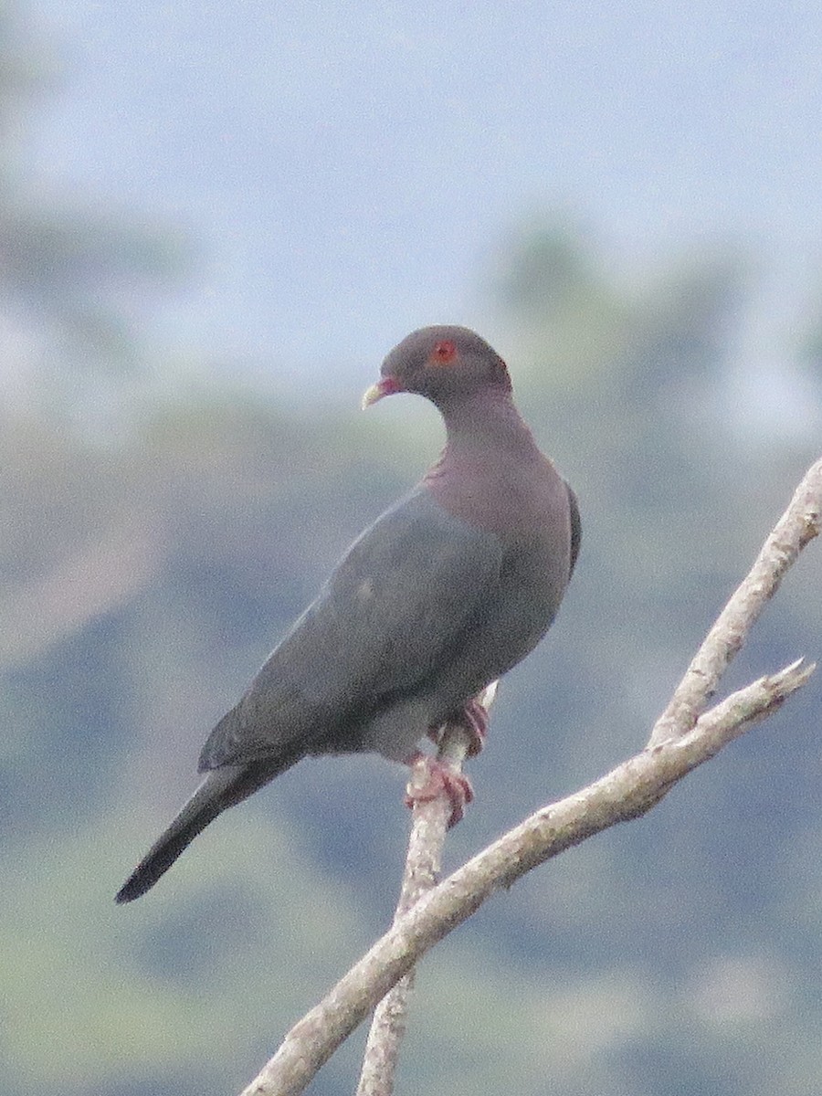 Scaly-naped Pigeon - ML178957671