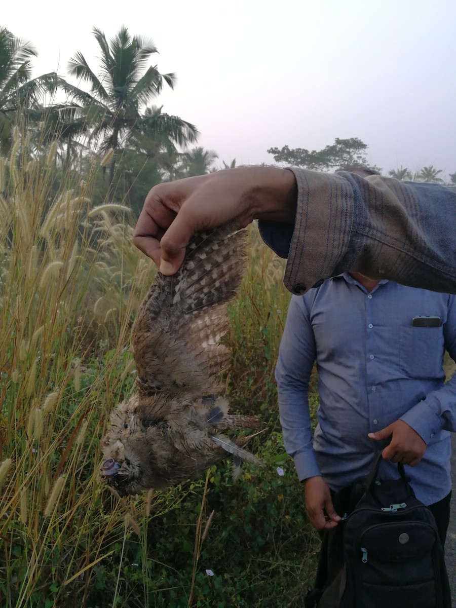 Indian Scops-Owl - Afsar Nayakkan