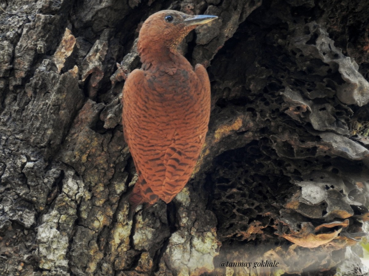 Rufous Woodpecker - Tanmay Gokhale