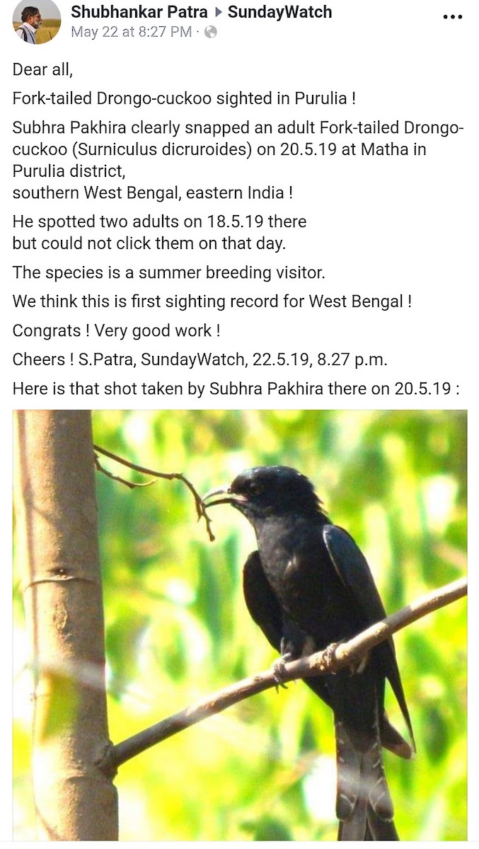 Fork-tailed Drongo-Cuckoo - Birdwatchers' Society of Bengal