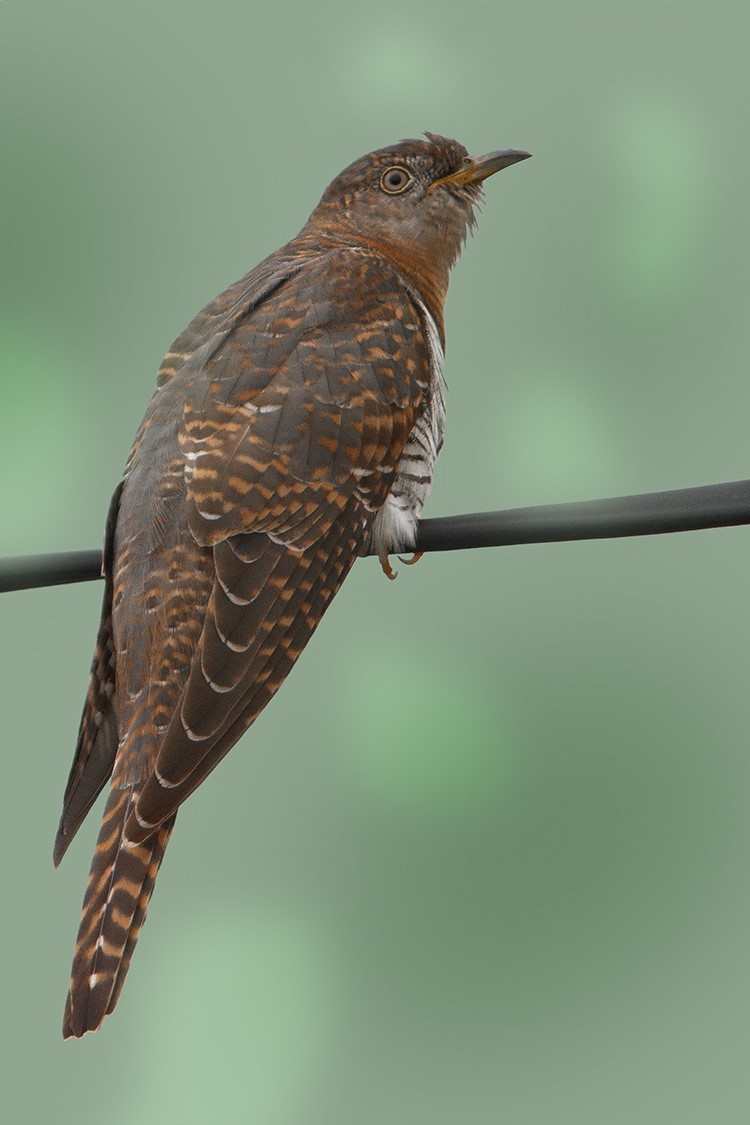 Himalayan Cuckoo - Dibyendu Ash