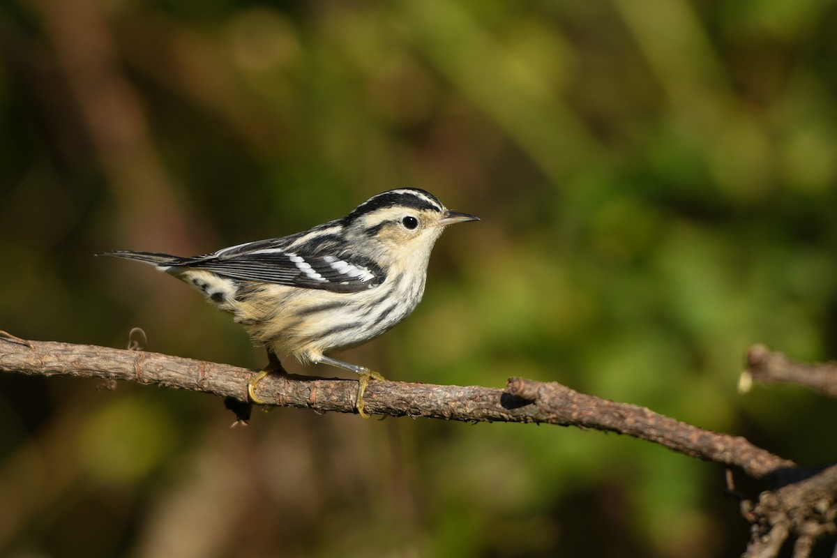 Black-and-white Warbler - ML178962491